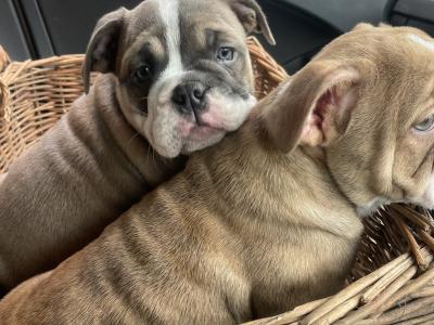 English Bulldog puppies in Waterford