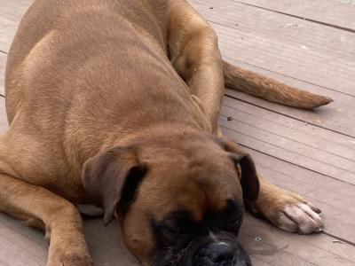 Boxer for stud, IKC Registered