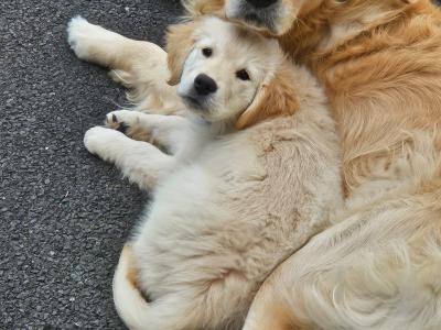 Beautiful Female IKC registered puppy