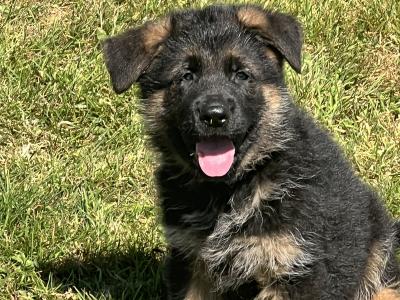 Quality Short Coat German Shepherd pups in Waterford