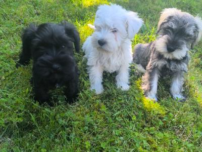 Beautiful miniature Schnauzer puppies in Wexford