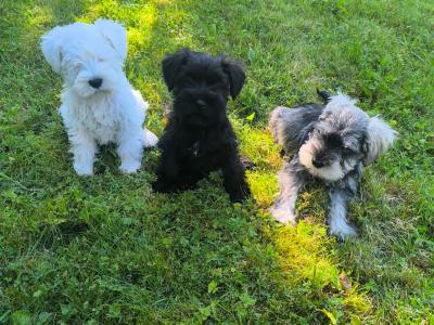 Beautiful miniature Schnauzer puppies in Wexford