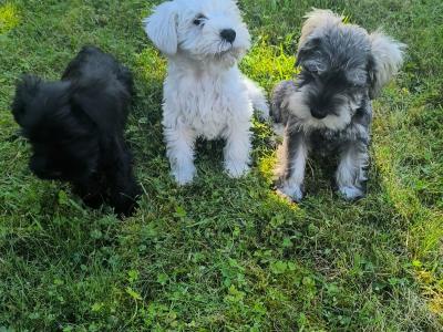 Beautiful miniature Schnauzer puppies in Wexford