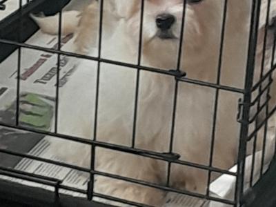 Bichon Frise x Shih Tzu puppies in Galway