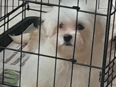 Bichon Frise x Shih Tzu puppies in Galway