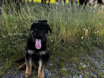 Working German Shepherd puppies in Offaly