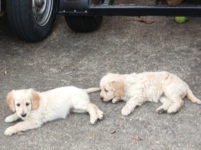 Goldendoodle puppies in Wexford