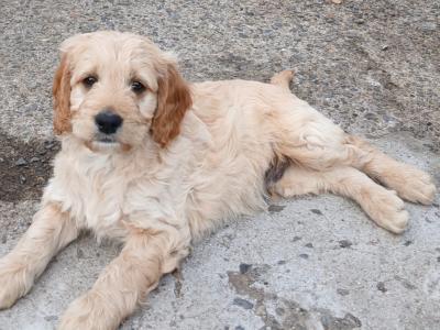 Goldendoodle puppies in Wexford