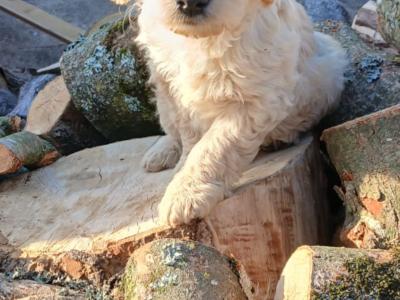 Goldendoodle puppies in Wexford