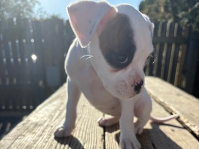 Beautiful Boxer Puppies in Tipperary