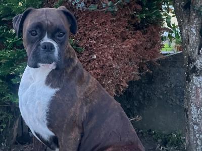 Beautiful Boxer Puppies in Tipperary