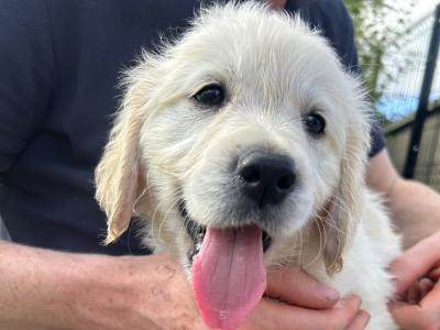 Male Golden Retriever puppies for sale in Offaly