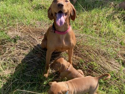 Pedigree Hungarian Vizsla puppies IKC registered for sale in Cork