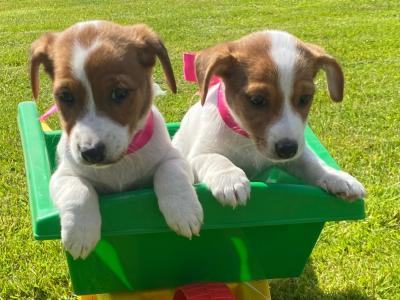 3 Beautiful Jack Russell puppies left in Limerick