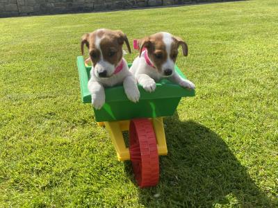 3 Beautiful Jack Russel puppies left