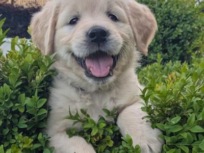 Golden Retriever for stud in Cork