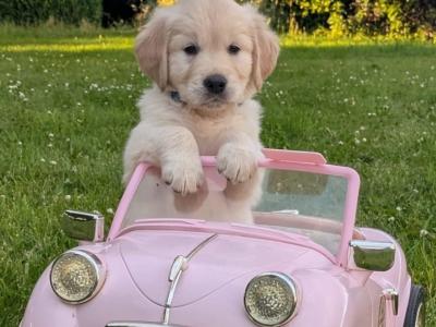 Golden Retriever for stud in Cork