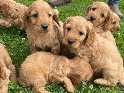 Beautiful Cockapoo pups for sale in Carlow