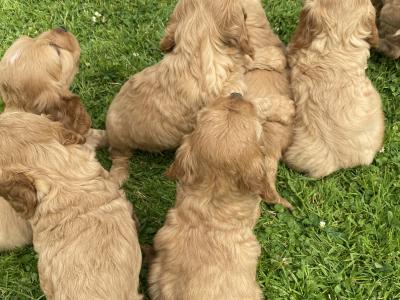 Beautiful Cockapoo pups for sale in Carlow