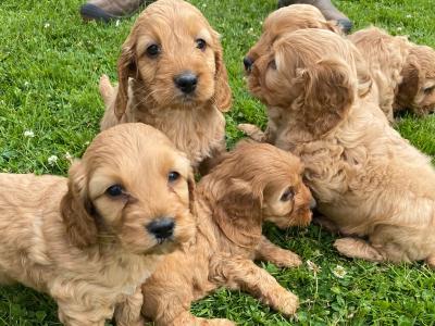 Beautiful Cockapoo pups for sale in Carlow