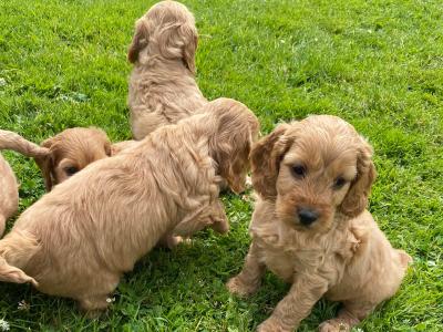 Beautiful Cockapoo pups for sale in Carlow