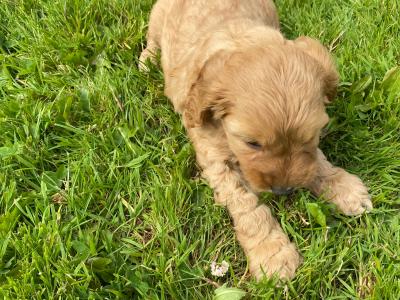 Beautiful Cockapoo pups for sale in Carlow