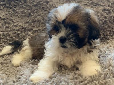 Beautiful Malt-Tzu (Shih Tzu x Maltese) puppies for sale in Laois– 10 Weeks old