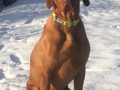 Pedigree Hungarian Vizsla puppies IKC registered for sale in Cork