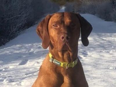 Pedigree Hungarian Vizsla puppies IKC registered for sale in Cork