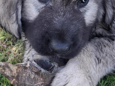 IKC Registered Caucasian Shepherd Dog puppies in Tipperary