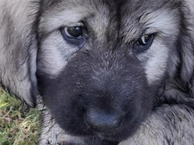 IKC Registered Caucasian Shepherd Dog puppies in Tipperary
