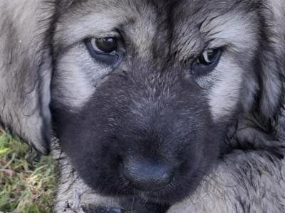 IKC Registered Caucasian Shepherd Dog puppies in Tipperary