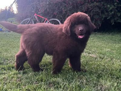 IKC Pedigree Newfoundland puppies in Cork Brown Male €1,800
