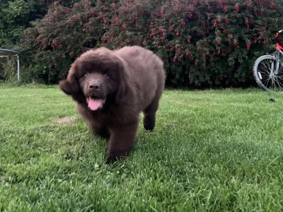 IKC Pedigree Newfoundland puppies in Cork Brown Male €1,800