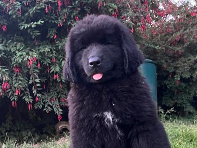 IKC Pedigree Newfoundland puppies in Cork Brown Male €1,800