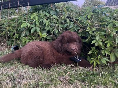 IKC Pedigree Newfoundland puppies in Cork Brown Male €1,800