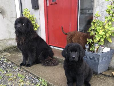 IKC Pedigree Newfoundland puppies in Cork Brown Male €1,800