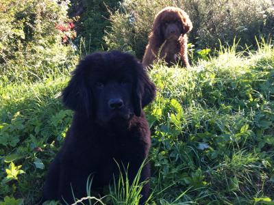 IKC Pedigree Newfoundland puppies in Cork Brown Male €1,800
