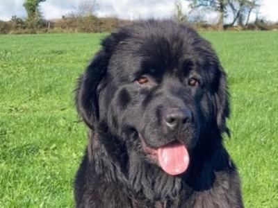 IKC Pedigree Newfoundland puppies in Cork Brown Male €1,800
