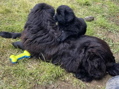 IKC Pedigree Newfoundland puppies in Cork Brown Male €1,800