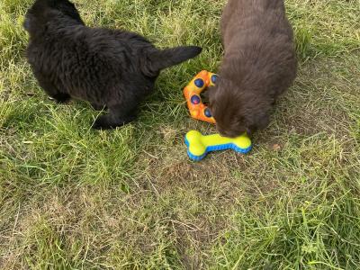 IKC Pedigree Newfoundland puppies in Cork Brown Male €1,800