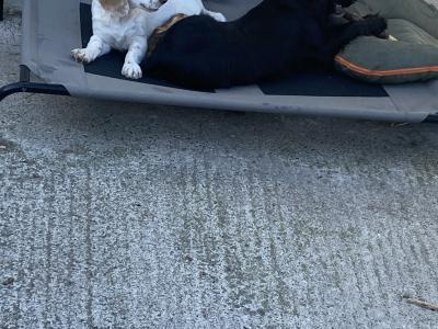 IKC Registered Cocker Spaniel puppies in Monaghan - € 700