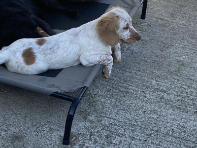IKC Registered Cocker Spaniel puppies in Monaghan - € 700