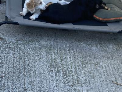 IKC Registered Cocker Spaniel puppies in Monaghan - € 700