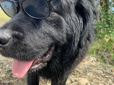 IKC Pedigree Newfoundland puppies in Cork Brown Male €1,800