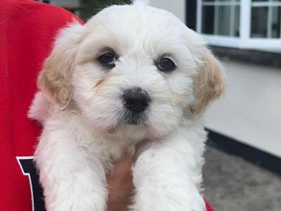 Affectionate female Bichon Frise x Shih Tzu pup in Limerick