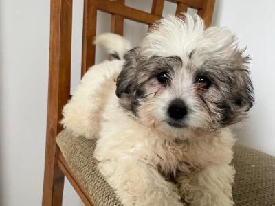 Gorgeous Shih Tzu puppy in Monaghan. Last one remaining €200