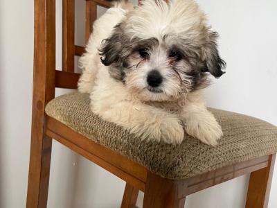 Gorgeous Shih Tzu puppy in Monaghan. Last one remaining €200