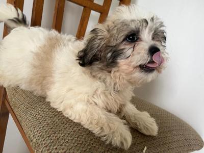 Gorgeous Shih Tzu puppy in Monaghan. Last one remaining €200
