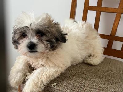 Gorgeous Shih Tzu puppy in Monaghan. Last one remaining €200
